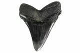 Fossil Megalodon Tooth - South Carolina #160257-1